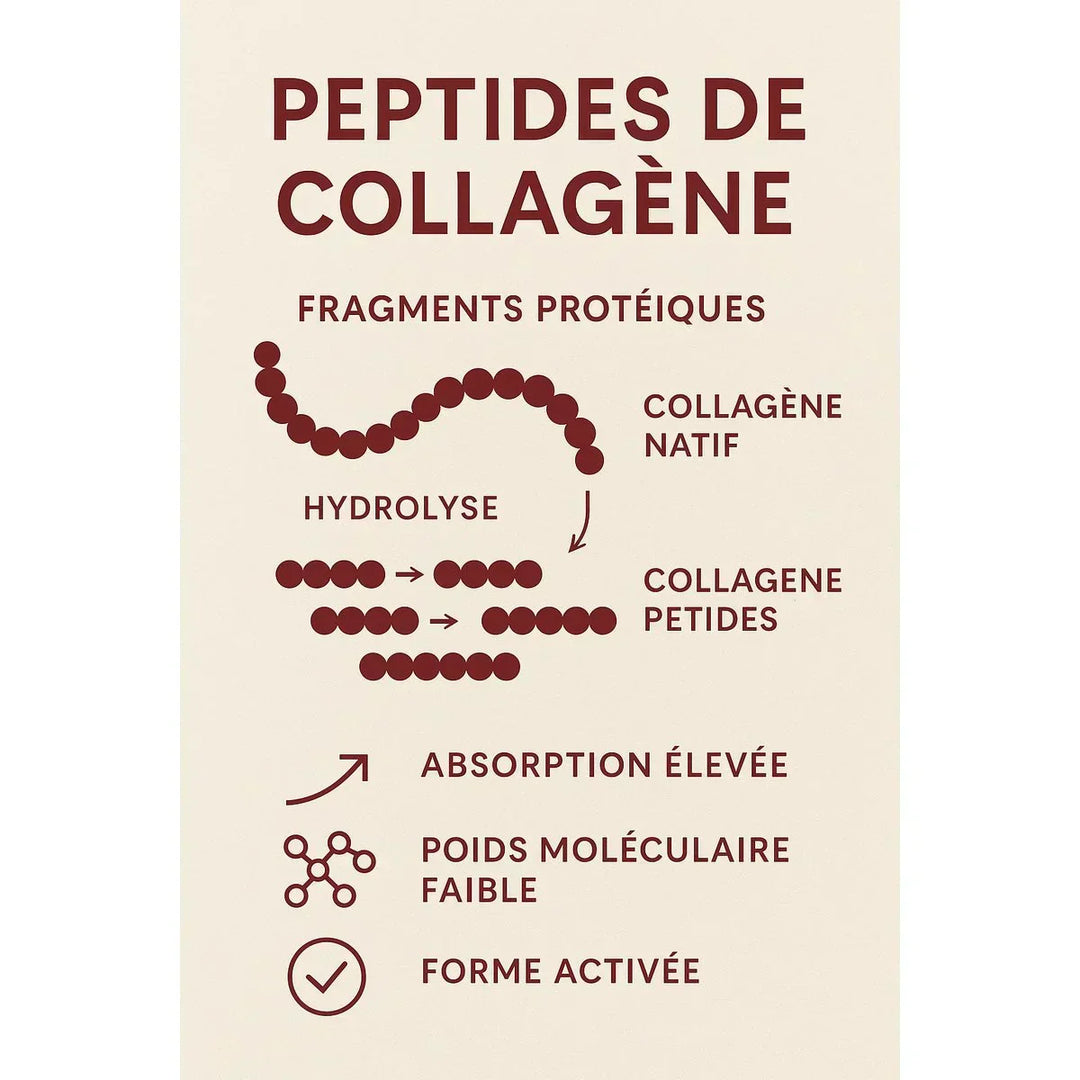 illustration scientifique en français du processus d’hydrolyse du collagène en peptides bioactifs assimilables