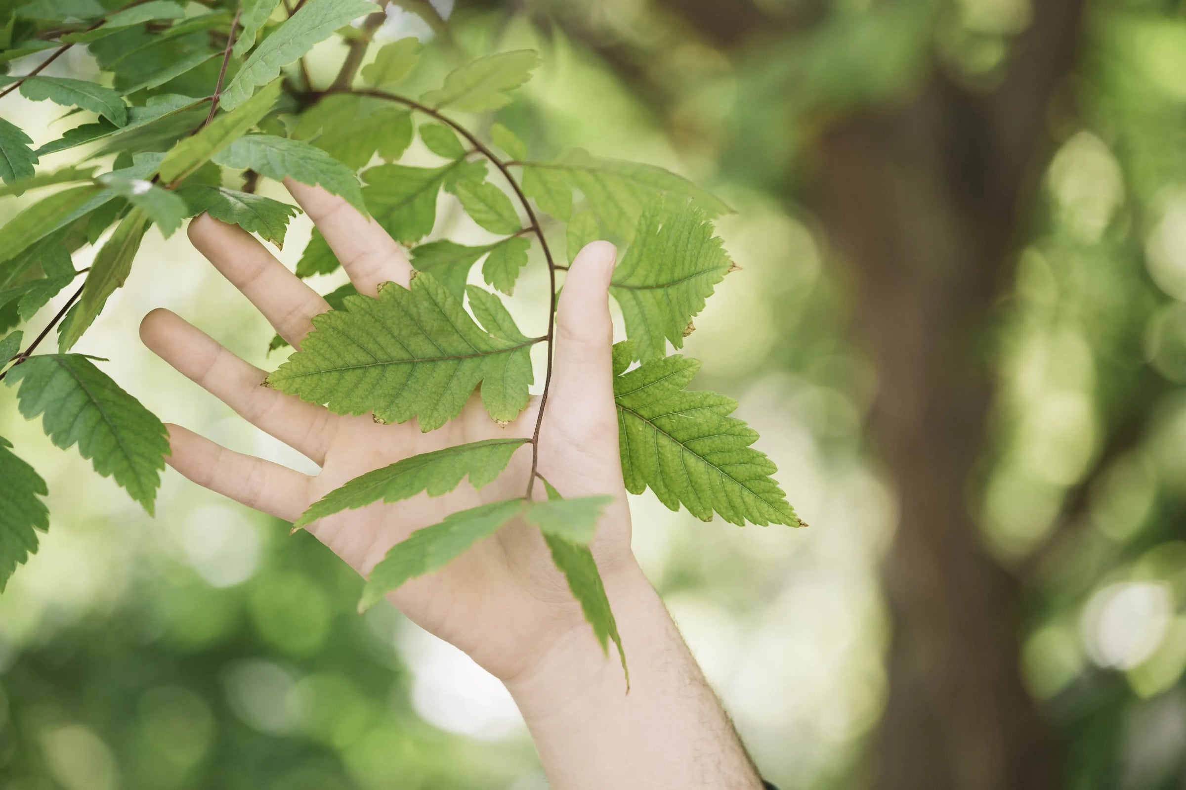 main touchant des feuilles vertes symbolisant les valeurs écologiques et naturelles de Likama
